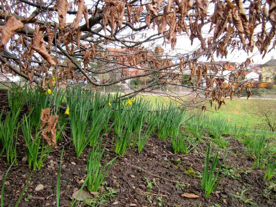20130319Gartenschaupark_Hockenheim10