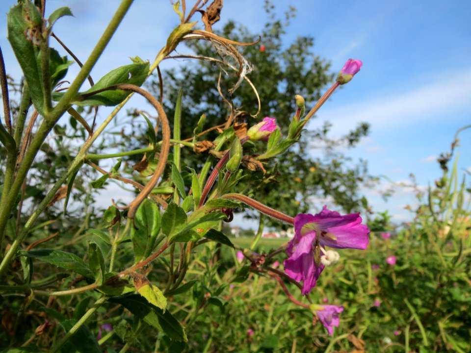 20130921Epilobium_hirsutum