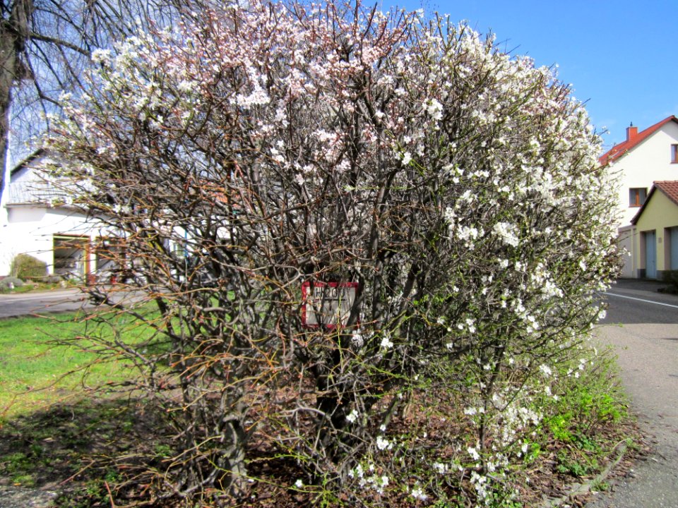 20130413Berlinallee_Hockenheim2