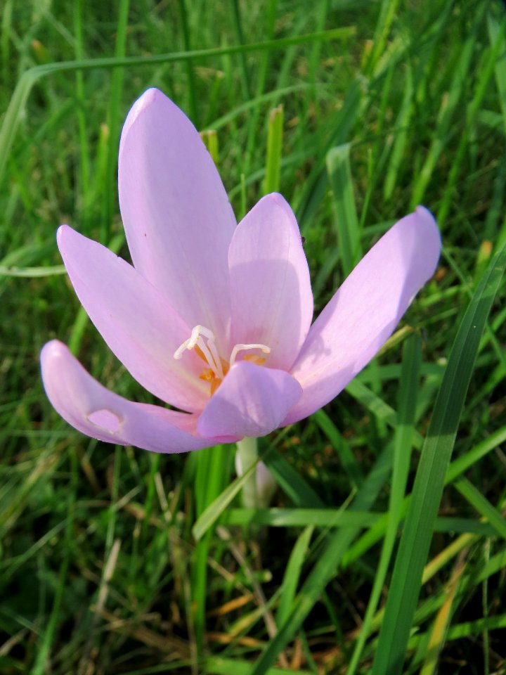 20130921Colchicum_autumnale3