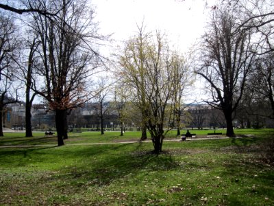 20130316Kornelkirsche_Stuttgart1