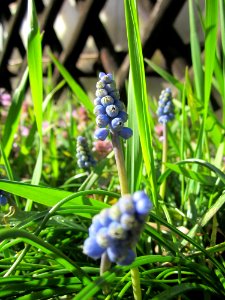 20130412Traubenhyazinthe_Hockenheim3
