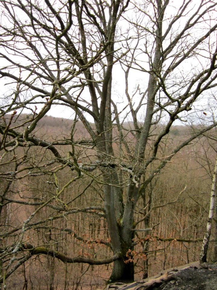 20130310Kleiner_Fudji09
