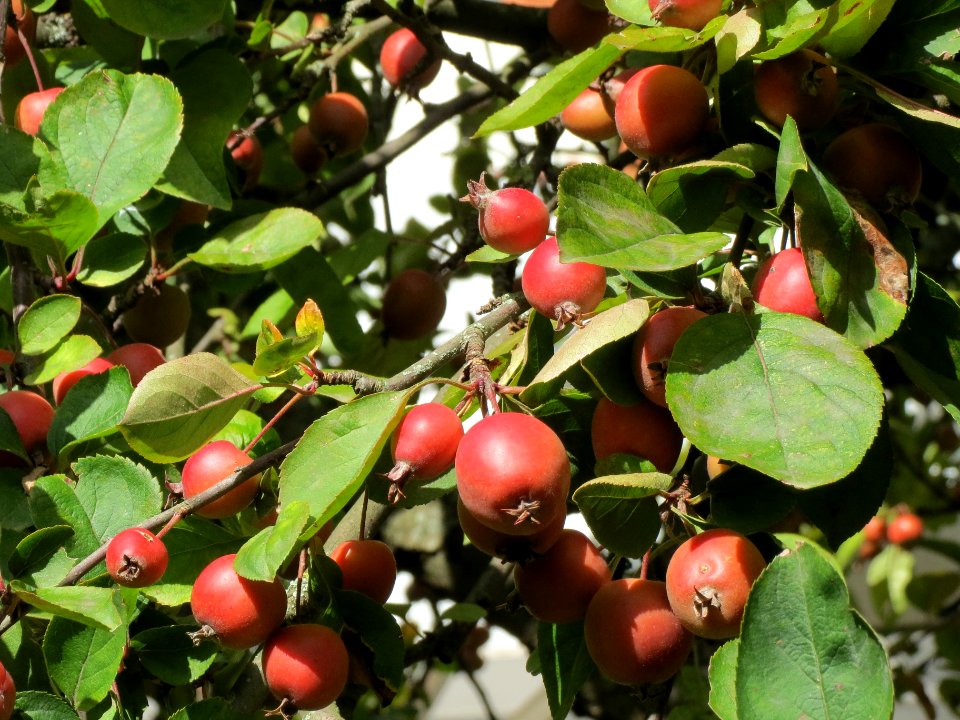 20130909Zierapfel_Schwetzingen3