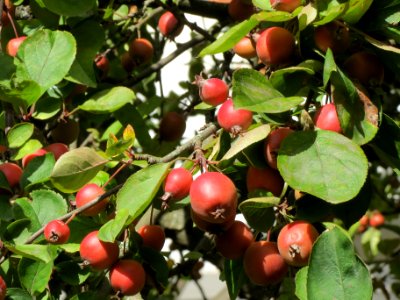20130909Zierapfel_Schwetzingen3