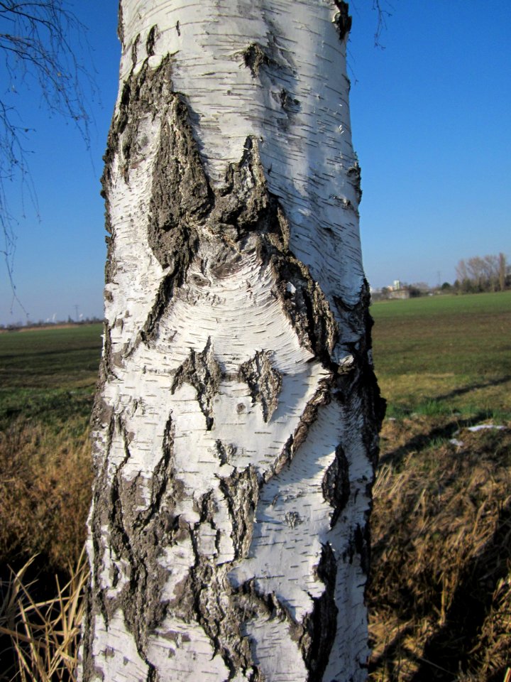 20130315Birke_Hockenheim2