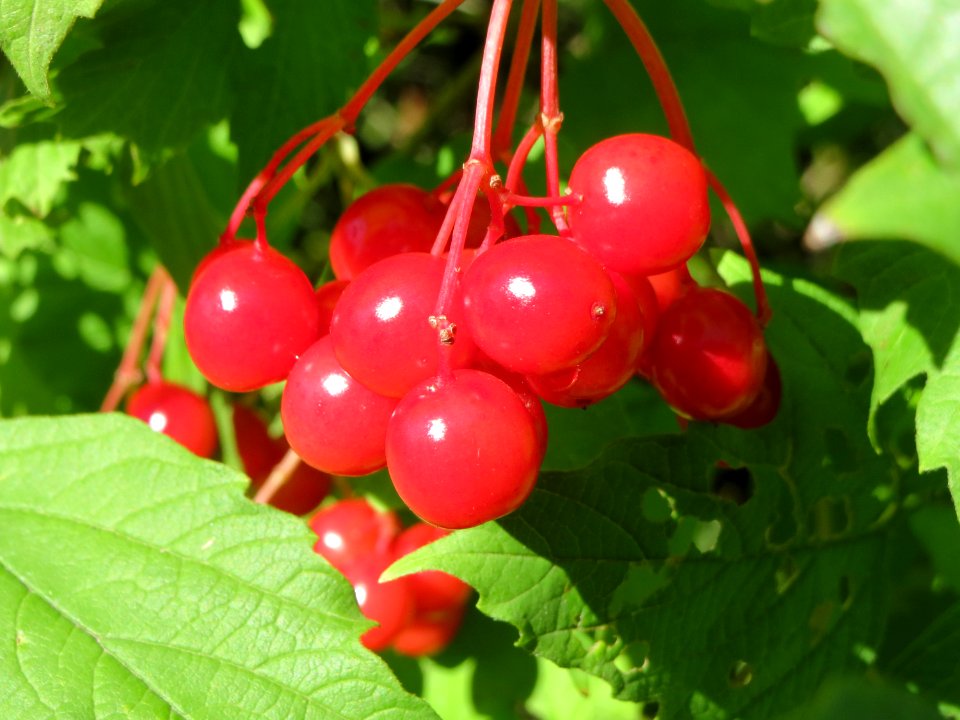 20130909Viburnum_opulus2