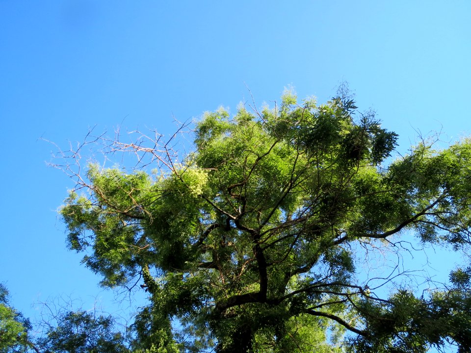 20130910Styphnolobium_japonicum3