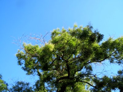 20130910Styphnolobium_japonicum3