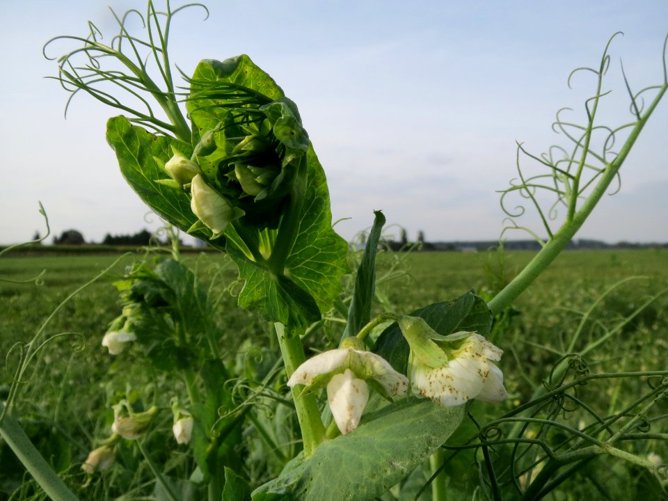 20130921Pisum_sativum_-_Feld3
