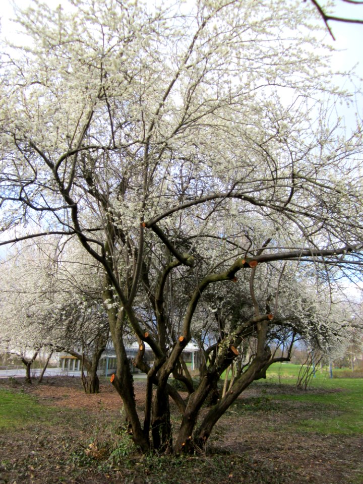 20130410Gartenschaupark_Hockenheim02