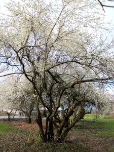 20130410Gartenschaupark_Hockenheim02