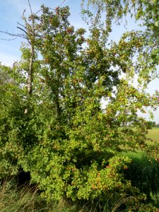 20130921Crataegus_monogyna1