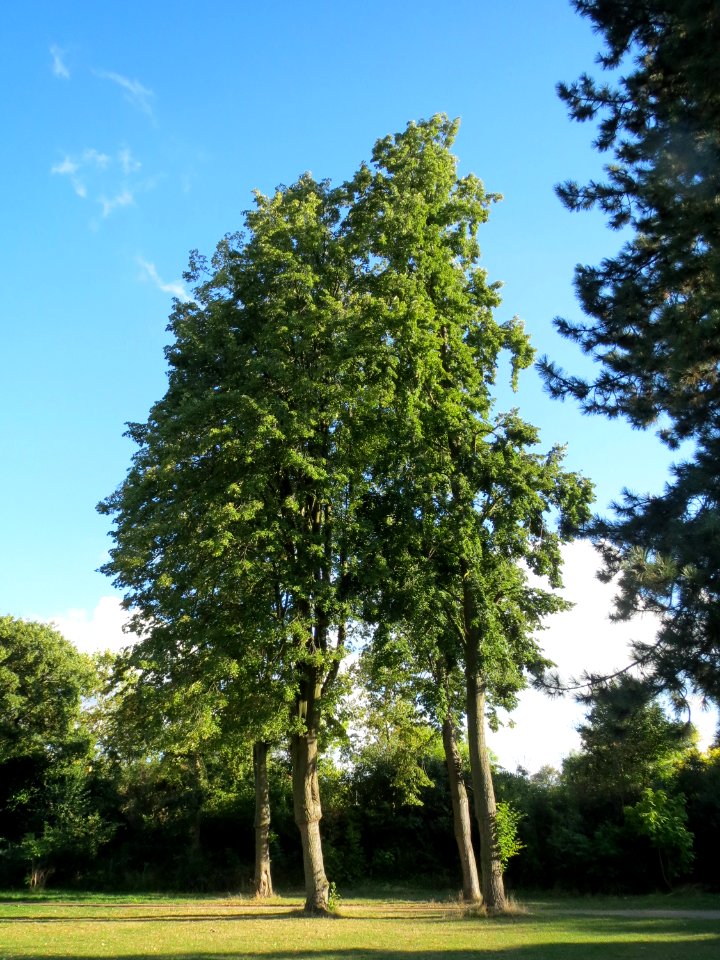 20130910Tilia_cordata1