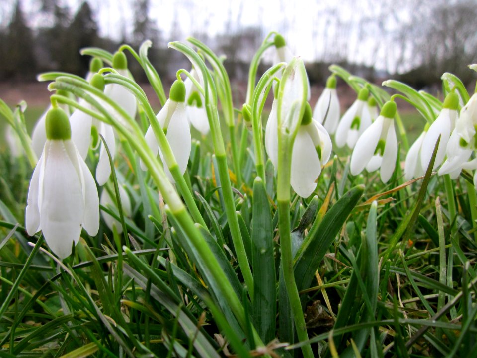 20130307Schneegloeckchen_Saarbruecken