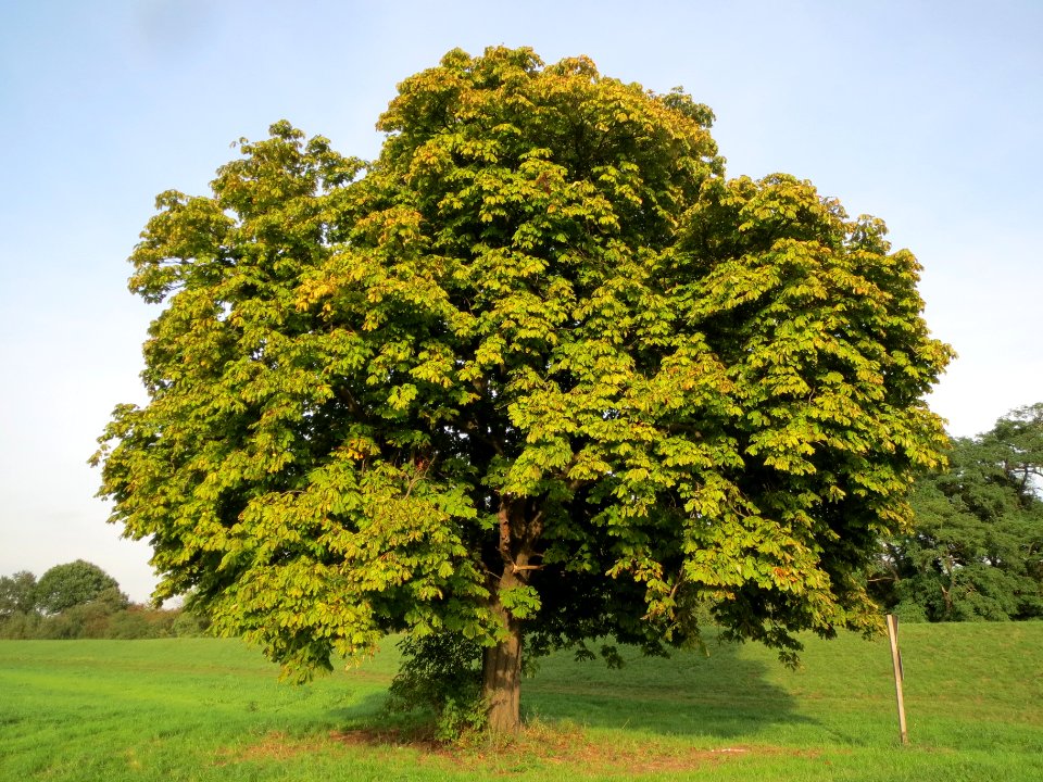 20130921Aesculus_hippocastanum2