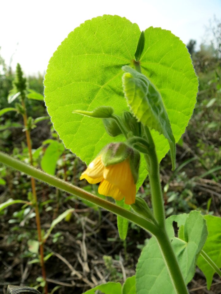 20130921Abutilon_theophrasti08