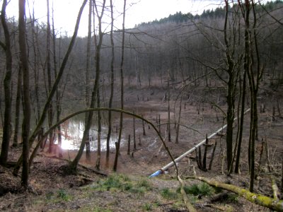 20130310Steinbachtal5