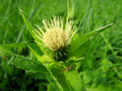 20130921Cirsium_oleraceum3