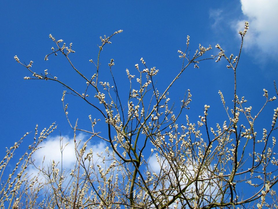20130314Salix_caprea06