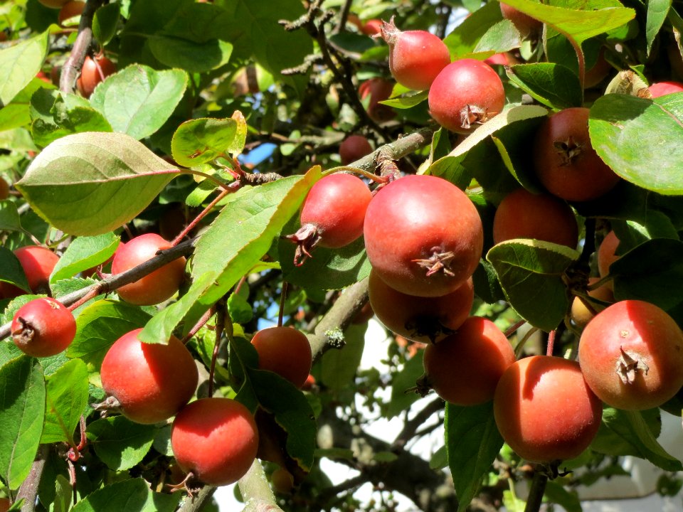20130909Zierapfel_Schwetzingen2