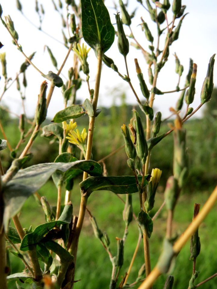 20130921Lapsana_communis