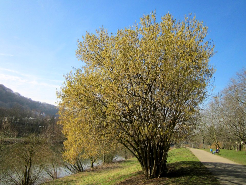 20130305Haselnuss_Saar2