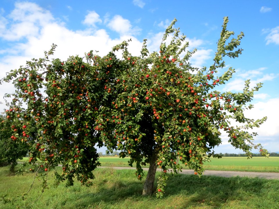 20130910Malus_Domestica04