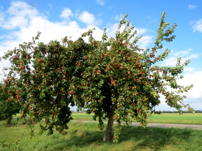 20130910Malus_Domestica04