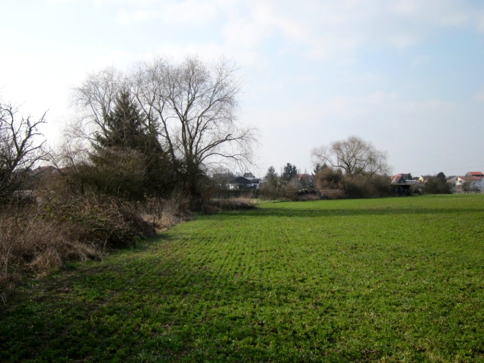 20130327Froeschau_Reilingen3