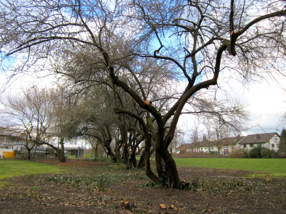 20130320Gartenschaupark_Hockenheim01