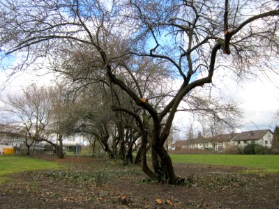 20130320Gartenschaupark_Hockenheim01