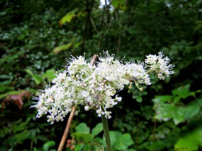20130912Heracleum_sphondylium