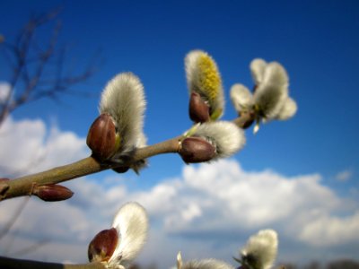 20130314Salix_caprea20