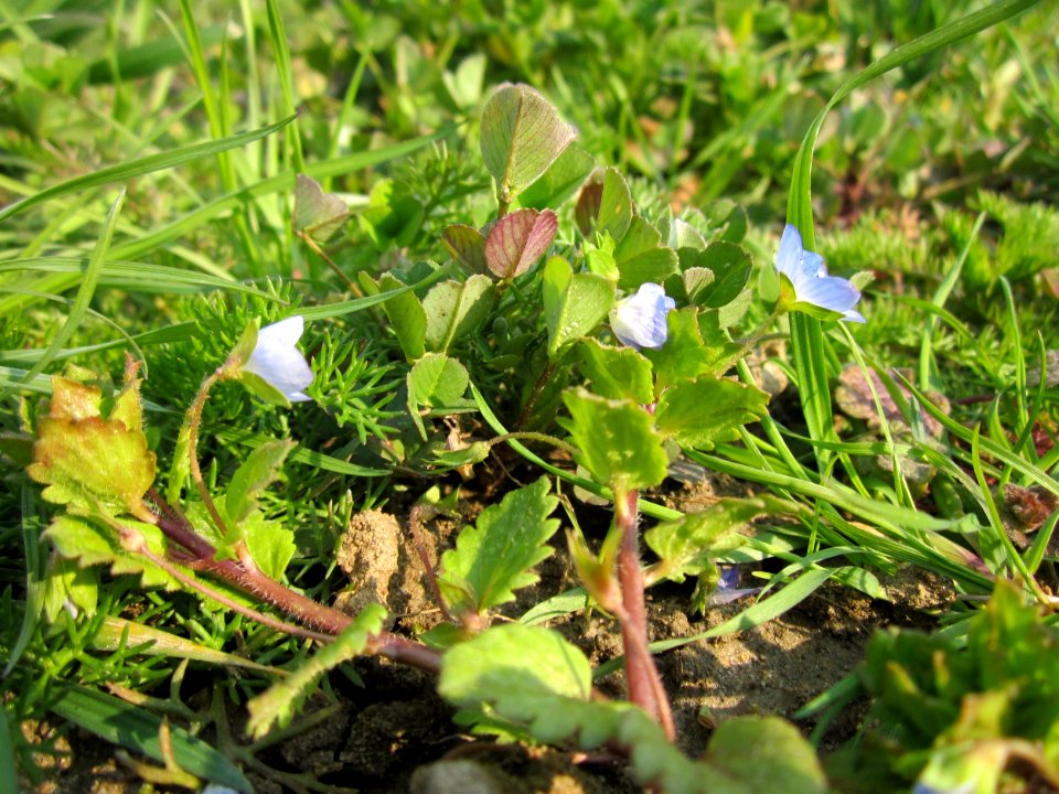 20130327Ehrenpreis_Reilingen