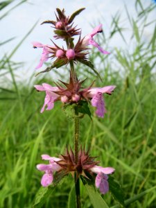 20130907Stachys_palustris6