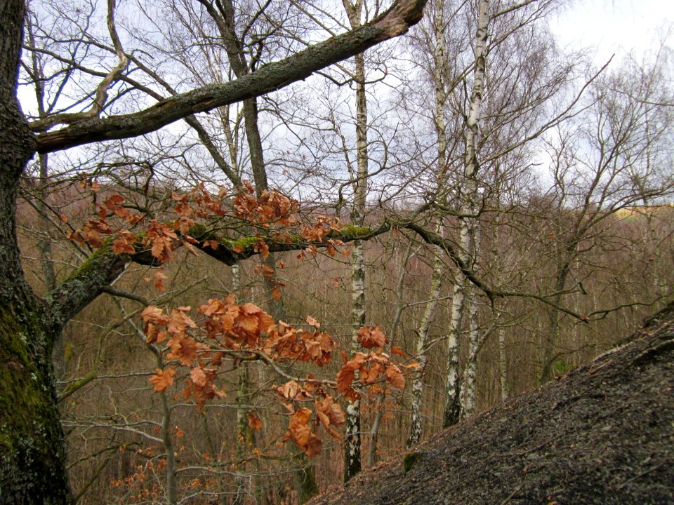 20130310Kleiner_Fudji06