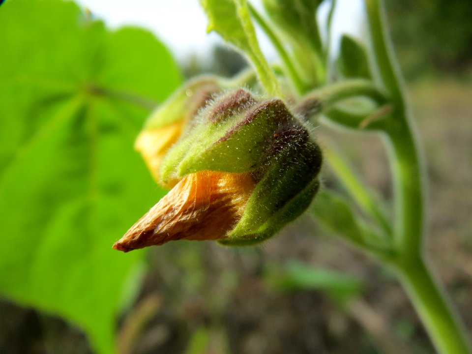 20130921Abutilon_theophrasti01