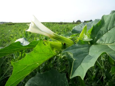 20130921Datura_stramonium
