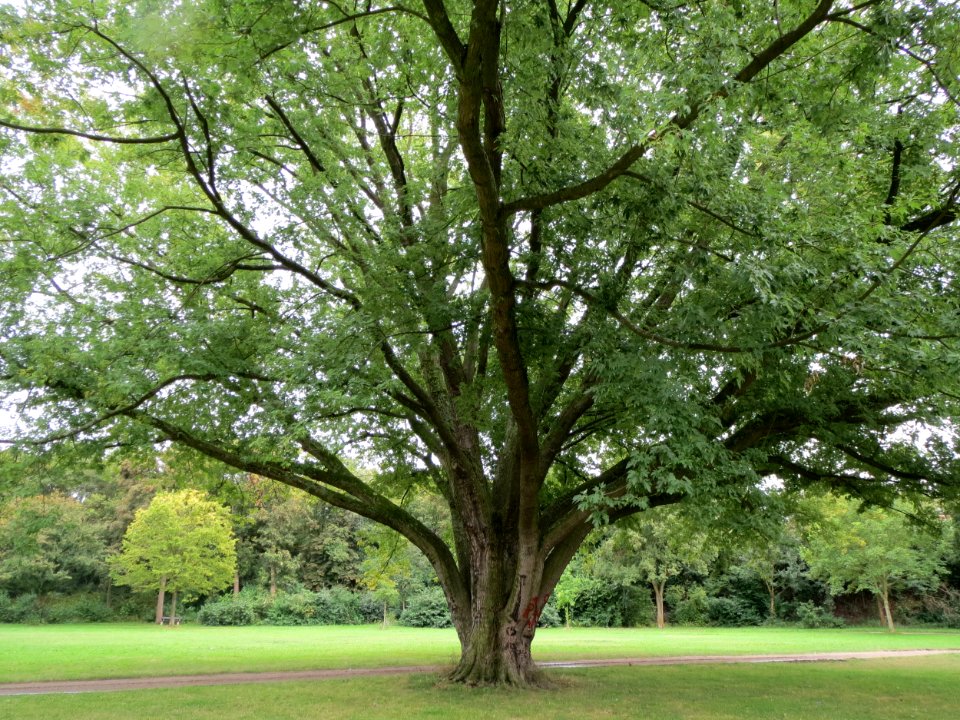 20130908Acer_saccharinum2