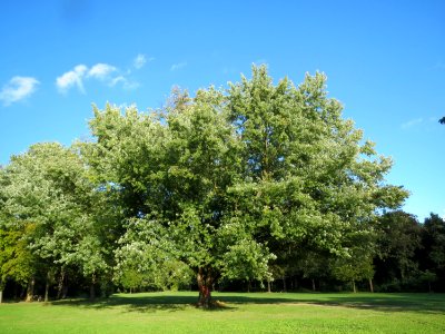 20130910Acer_saccharinum2