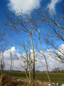 20130314Populus_tremula1