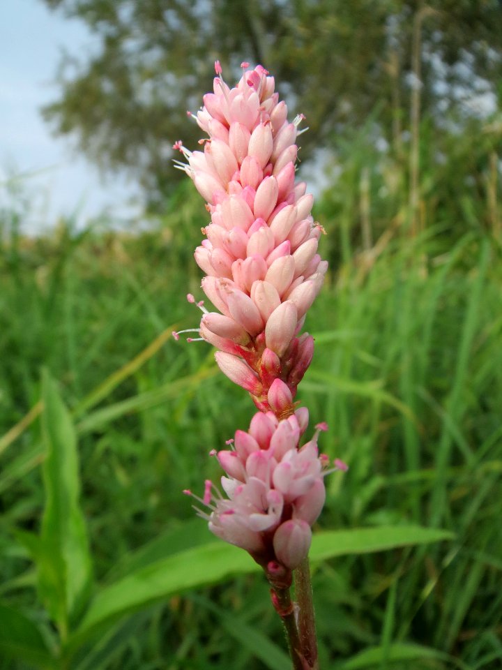 20130907Persicaria_amphibia4