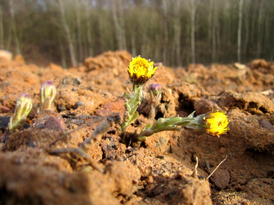20130310Tussilago_farfara2