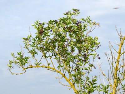 20130907Sambucus_nigra1