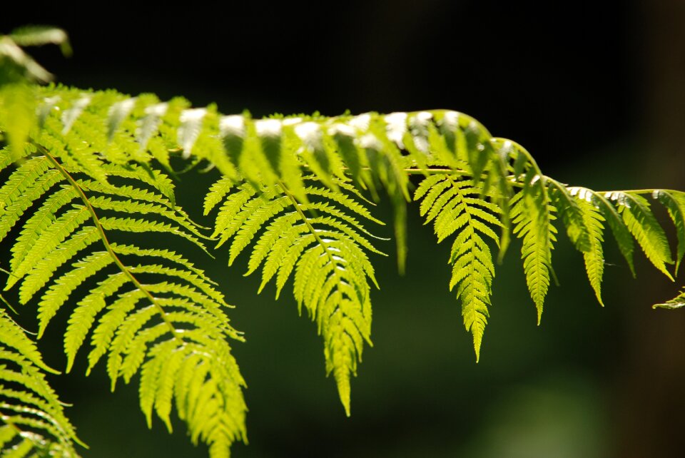 Green leaf plant fern
