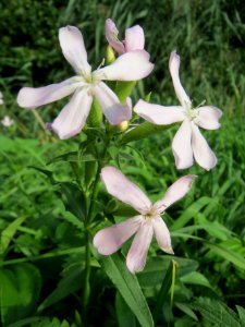 20130921Saponaria_officinalis1