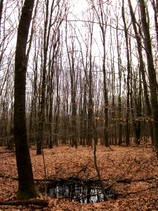 20130310Steinbachtal2