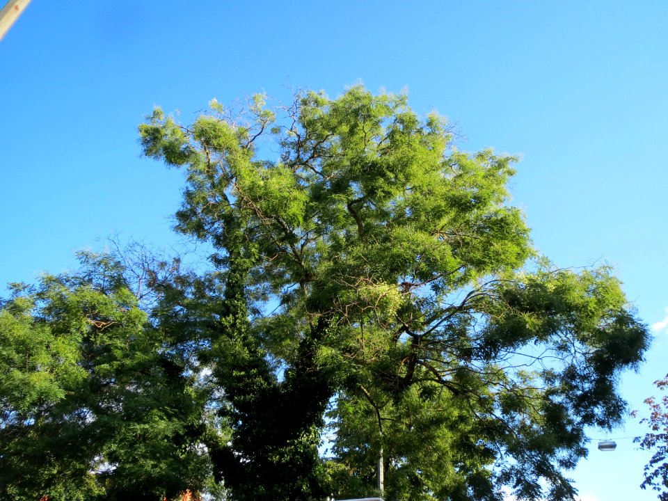 20130910Styphnolobium_japonicum2