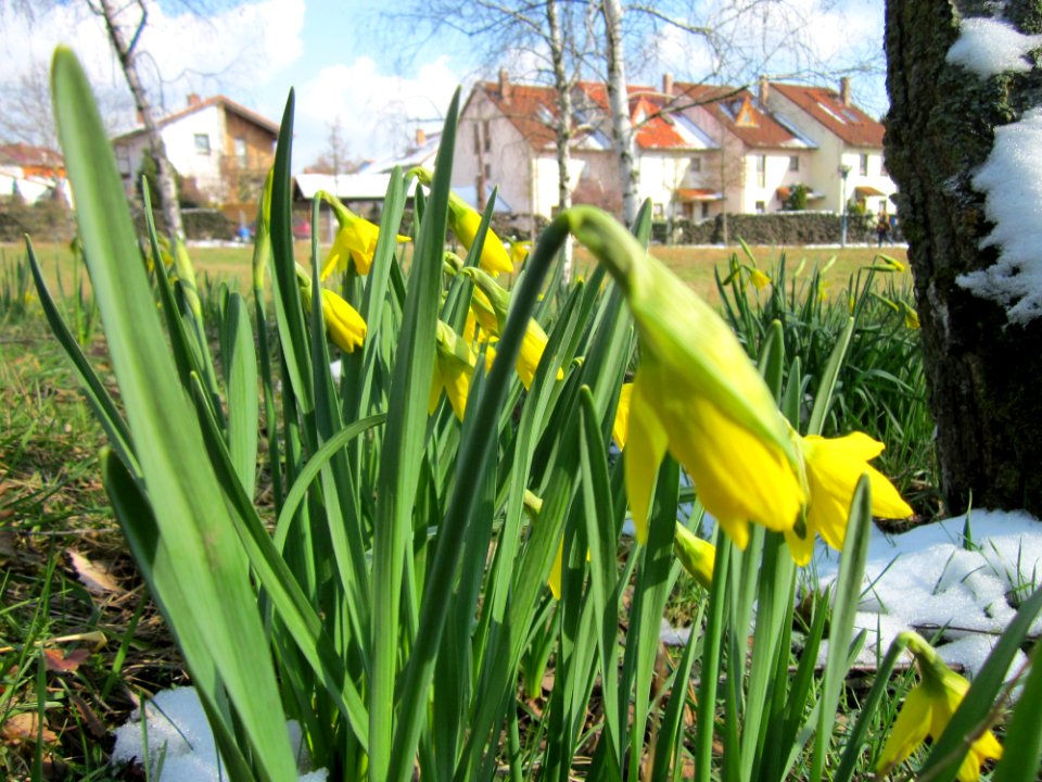 20130314Osterglocken_Hockenheim8